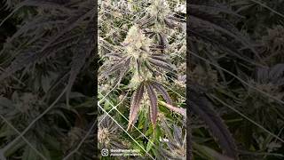 Chop, buck, bag, freeze…Repeat #freshfrozen #medicalcannabis #oklahoma #indoorfarming #flowers