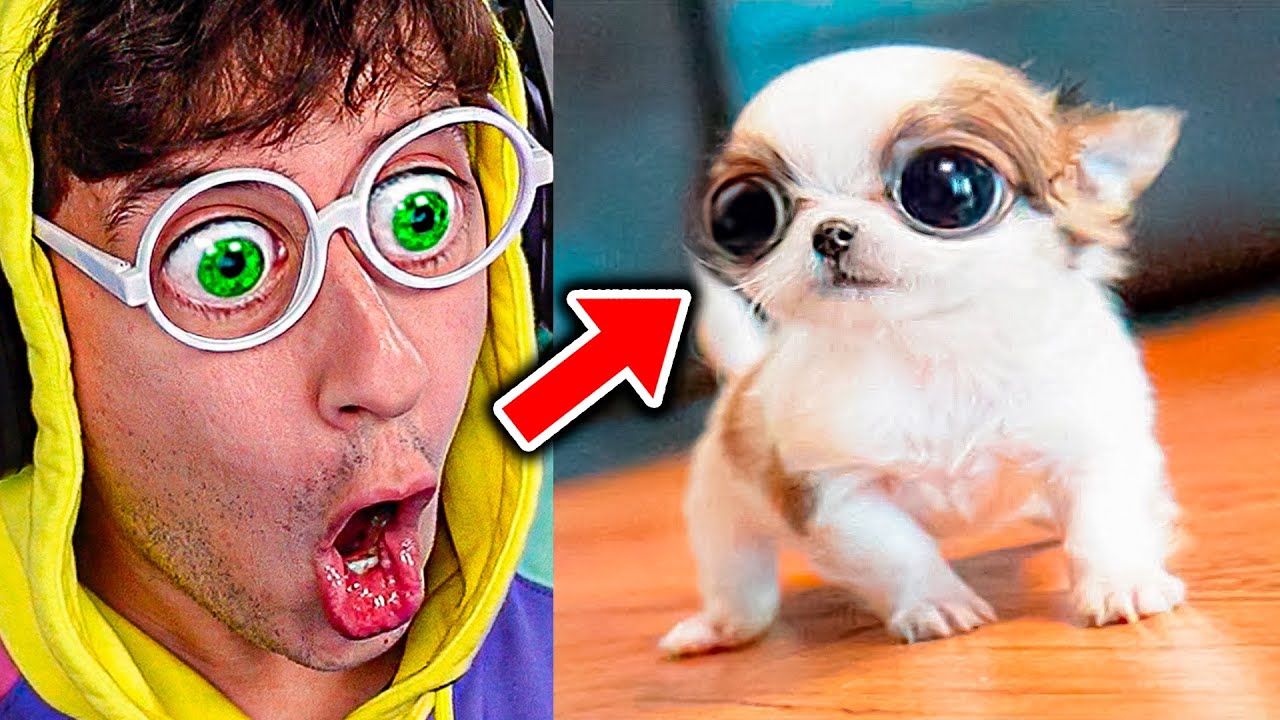 Animales BEBÉS más MONOS del MUNDO!!! (Intenta NO decir OOOOH) #6