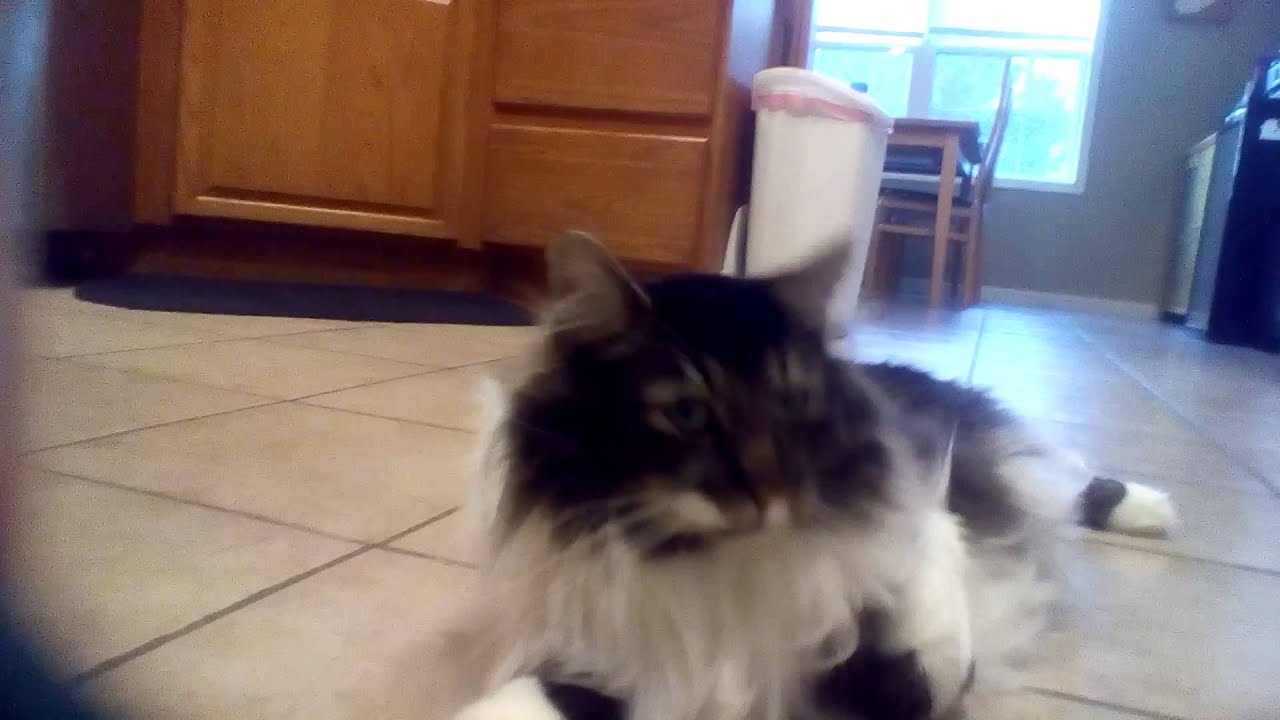 How To Be A Cool Cat Complete Howto Wikies