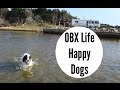 OBX by RV: Happy Dogs [North American Road Trip #38]