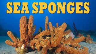 Sea Sponges All About Sponges What Is A Sponge? The Wonderful World Of Invertebrates