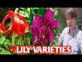 Lily varieties  margie pulido vlogs