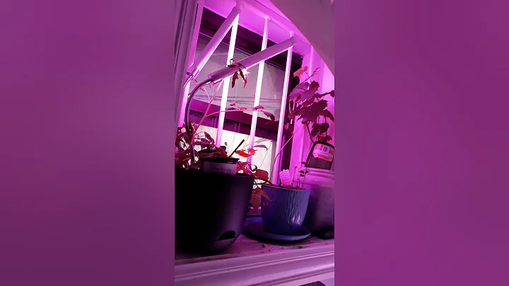 Quick Walkthrough of my Garden Unit Garden Inside ...