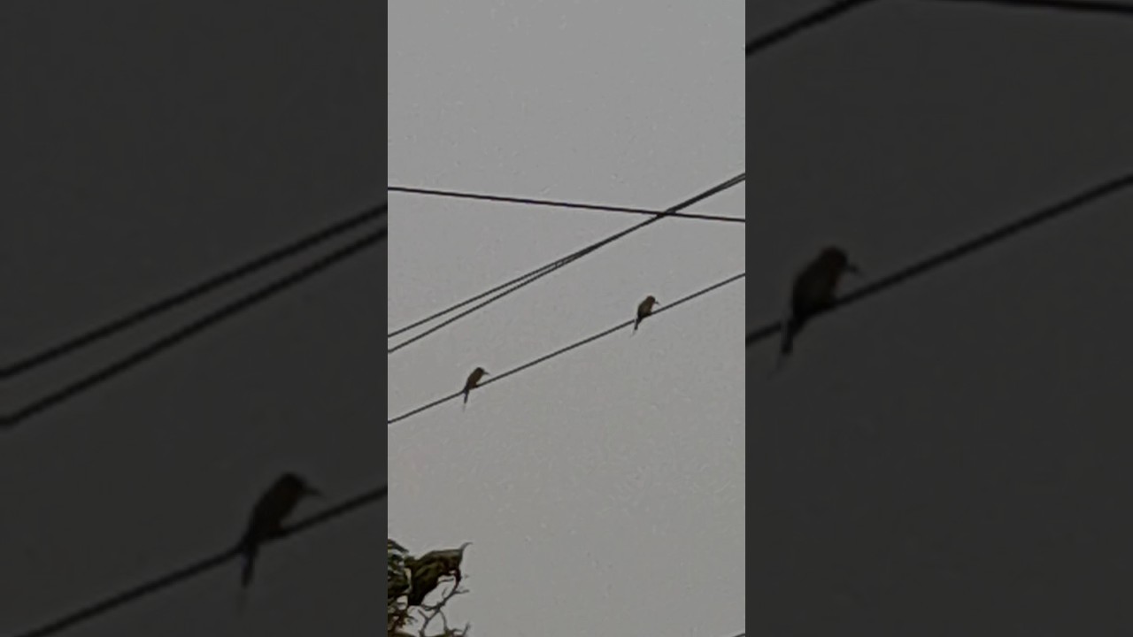 #birds