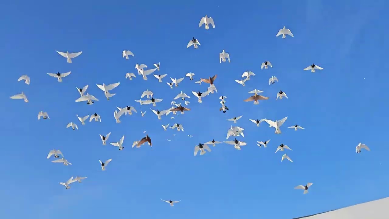 Gołębie Huberta 366😃 Jastrzębie, ścinki i dużo na minus 🤣