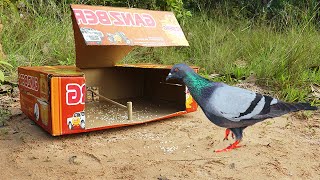 Creative  Bird Trap Using Cardboard Box | Technology Bird Trap