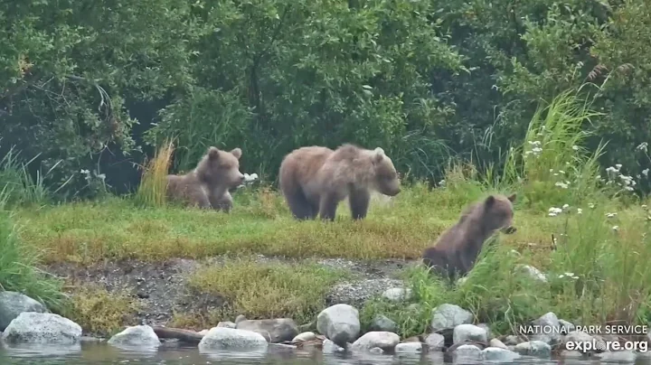 901's Very Well Behaved Cubs - August 29, 2023 (explore.org)