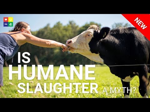 Video: Vad betyder human slakt?