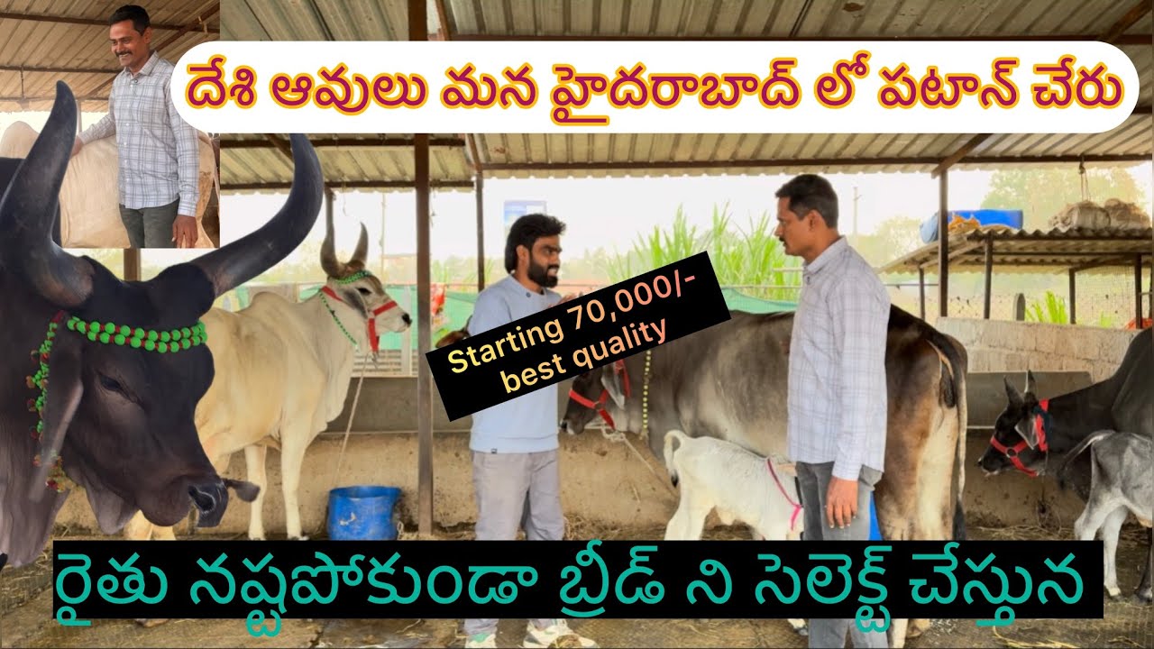 గిర్,సాహివాల్,కాంక్రేజ్,రాటి ఆవులు cows in Hyderabad ||Xplorewithshiva||Gir, sahiwal desi cows.