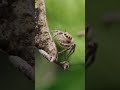 Short Video of Cute Spider 🕷️ #nature #spider #shorts #viral #viralshorts #music