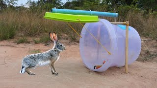Rabbit Trap Just Using Plastic Bucket