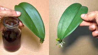 Plant 1 orkidéblad Denne magiske måten vil umiddelbart gjenopplive røttene
