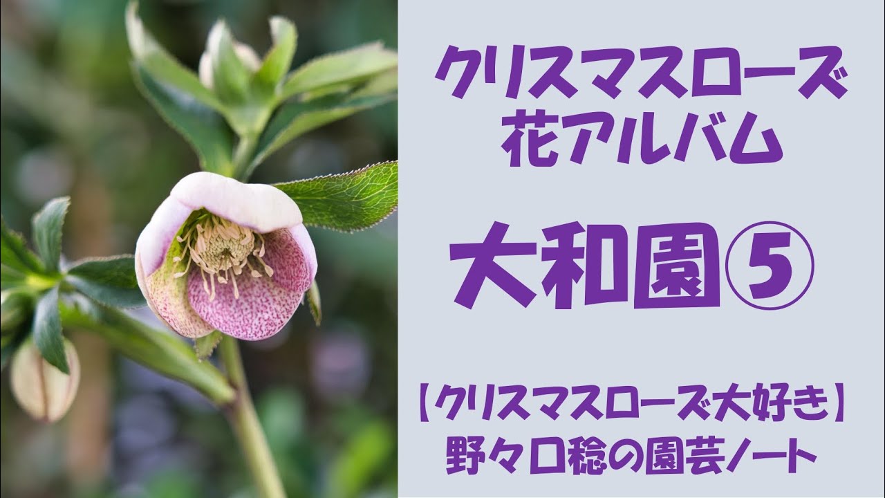 花アルバム 大和園⑤ - YouTube