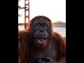 #funny #memes #ai #animals