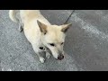 今日のシロさん　5月30日