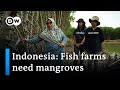 Indonesia: Mangrove forests help fish farmers | Global Ideas