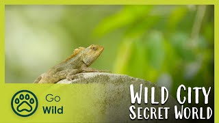 Secret World | Wild City 5\/6 | Go Wild