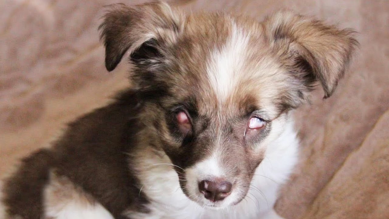 Puppy Blind from Birth She's Too Small for Plastic Surgery YouTube