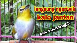 100% Jantan Kalo Pleci Anda Ikut Ngeriwik-Pancingan Pleci Ngeriwik
