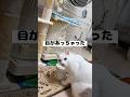 弟猫のご飯の食べ方が癖強すぎて困惑