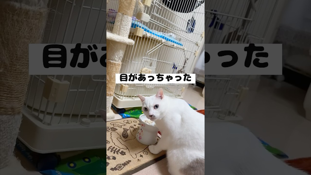 弟猫のご飯の食べ方が癖強すぎて困惑