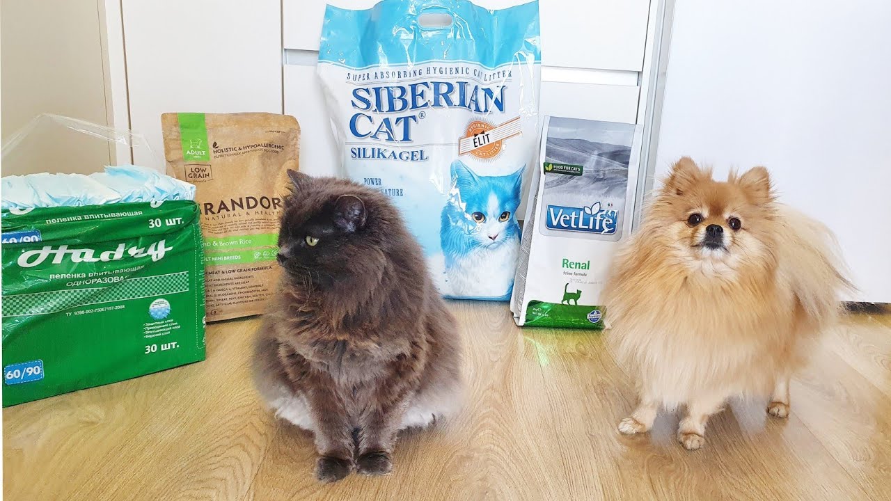 Сколько стоит содержание шпица и кота? - YouTube