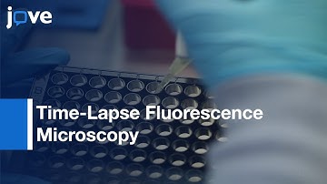 Time-Lapse Fluorescence Microscopy for Quantifying Protein Degradation | Protocol Preview