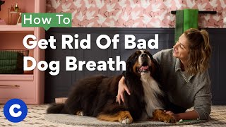 How To Get Rid Of Bad Dog Breath | Chewtorials