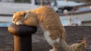 FUNNY  cat and dog 2024/ Funniest Animal Videos.Tauqeer Ahmad 34