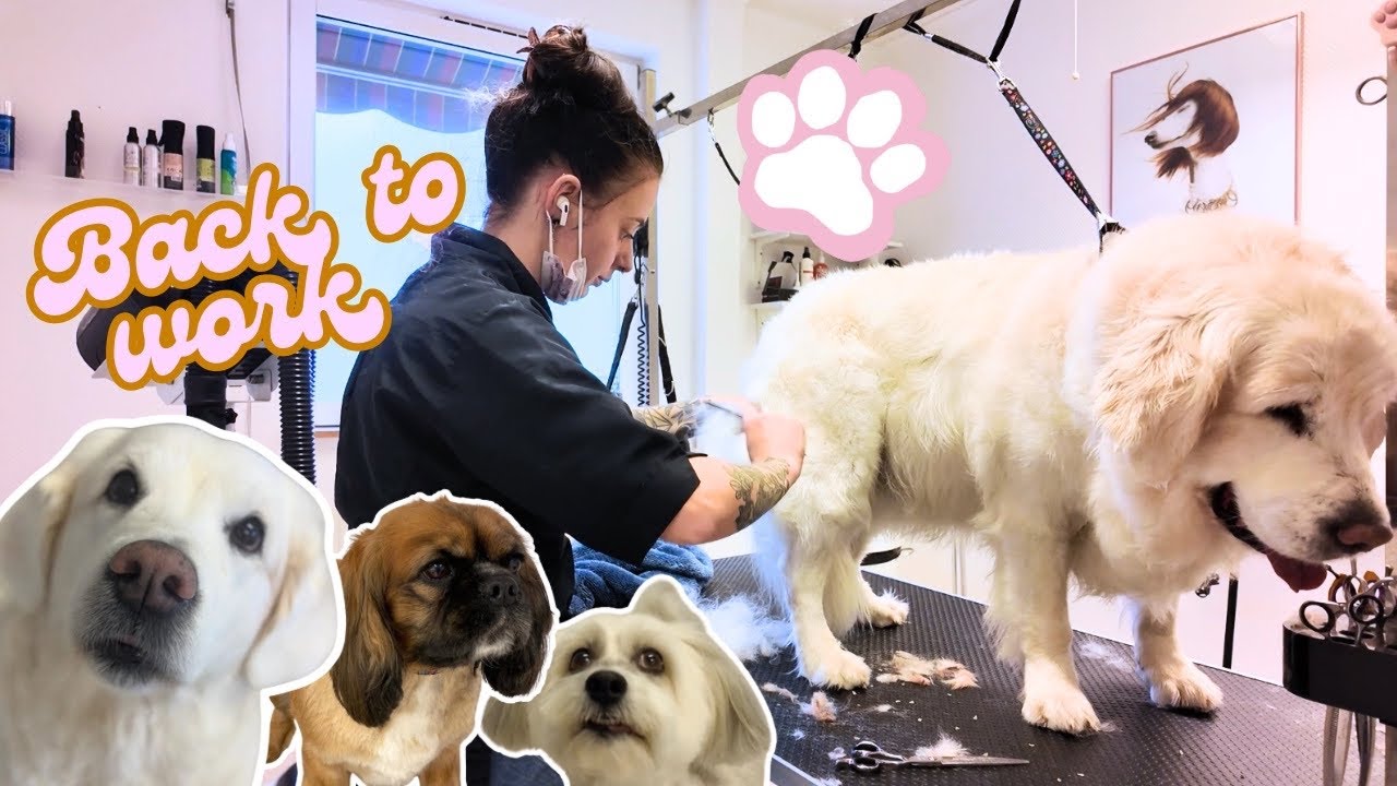 Tillbaka till verkligheten | Vlogg ✂️🐶