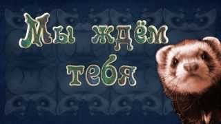 Здесь лучшие хорьки и хореманы Здесь лучшие хорьки и хореманы