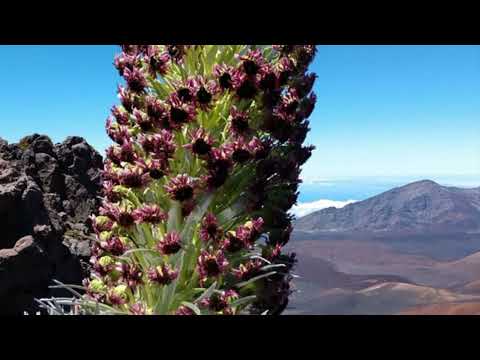 Keeping Haleakalā National Park's Amazing Silverswords From Going Extinct