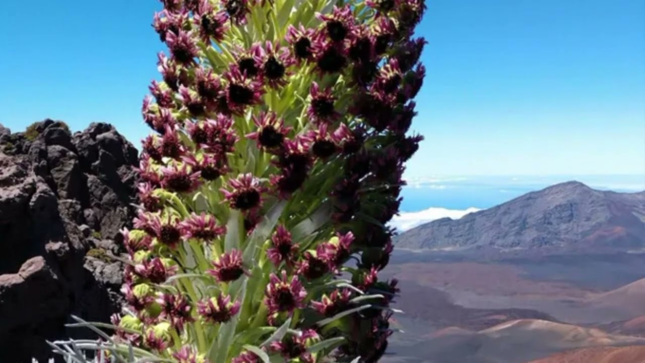 Hawai'i Park Seeks To Reverse Plunge In “Amazing” Plant's Numbers