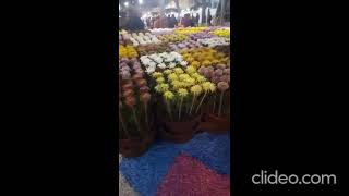 Flower Exhibition,Gul e Dawoodi, Daisy,Bagh e Rizwan, Block 16, F.B.Area, Karachi.