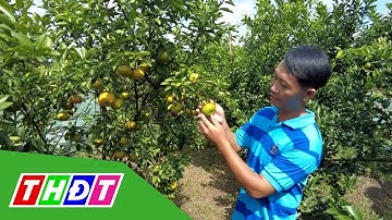 Nhà vườn quýt hồng Lai Vung đón khách tham quan | THDT