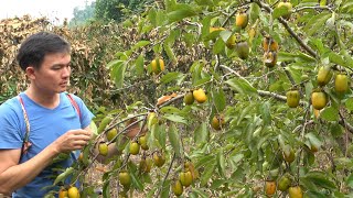 Fruits in mother's garden, help her harvest and sell. Green forest life