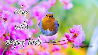 Relax With Soothing Music, Singing Birds And Beautiful Melody Of Nature