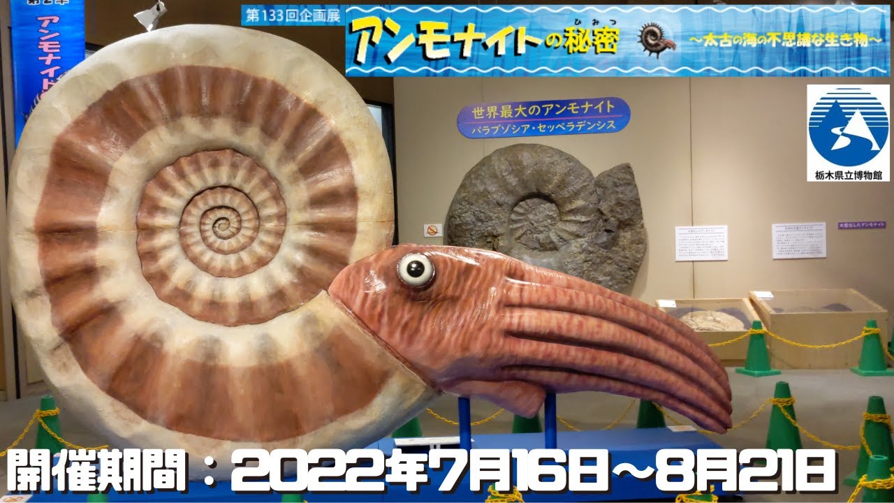 天然大型アンモナイト化石 大小二体一体 研磨 古生物標本 鑑賞石 古美術 骨董品 天然大型アンモナイト化石 大小二体一体 研磨 古生物標本 鑑賞石 古