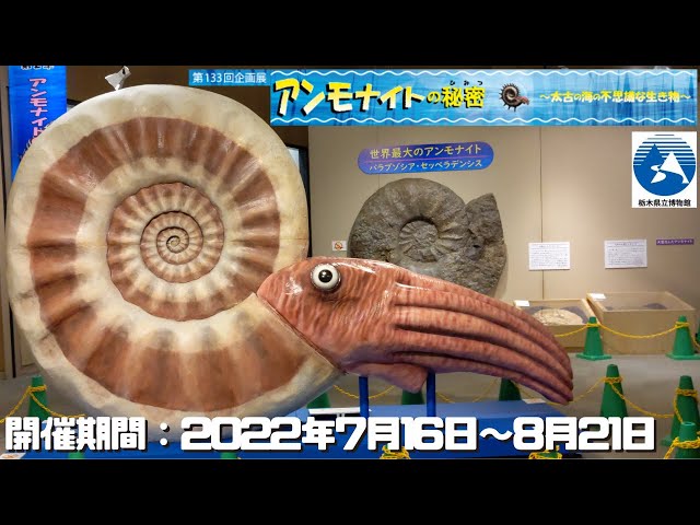 アンモナイト 恐竜 古代貝 化石 標本 鑑賞品 博物館保存 2個 | 御船町