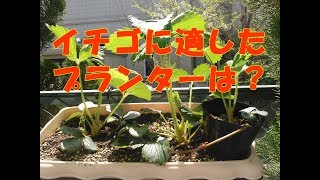 【イチゴの家庭菜園】色々なプランターに植えたけどどんなプランターが一番良いの？