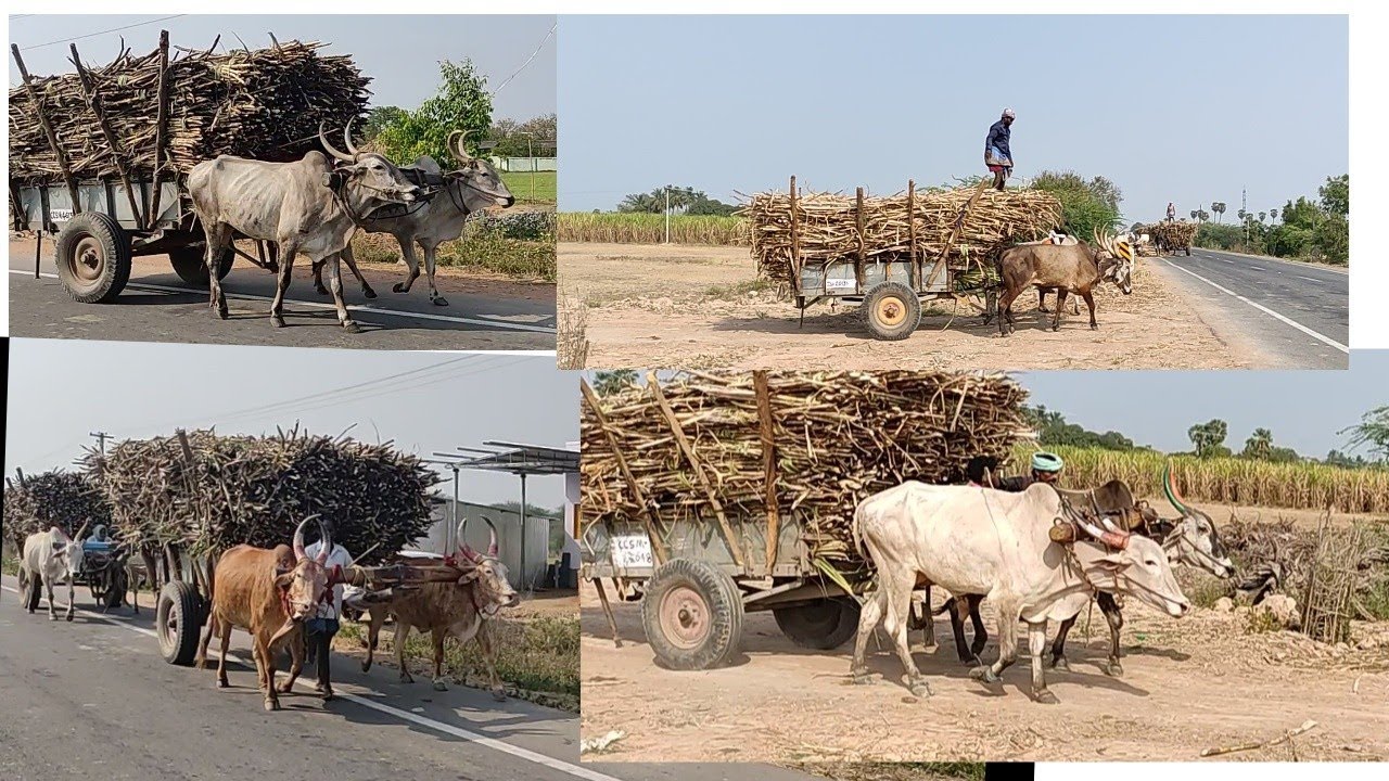 Bullock cart race Bullock cart heavy loaded  vines  bullock pulling performance