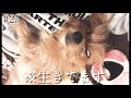 【ホラー】愛犬の寝顔が怖すぎる。