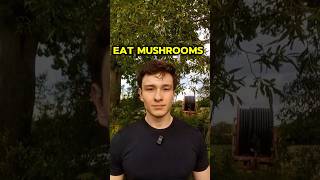 Why mushrooms are one of the best foods in the world