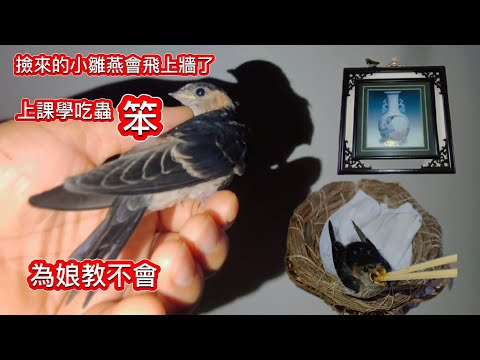 1-撿來的小燕子上課 ❗學喝水吃蟲太笨了_❗2_把29萬嚇到炸毛❗3_睡覺在手心裏也太萌了