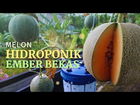 Menanam Melon Hidroponik