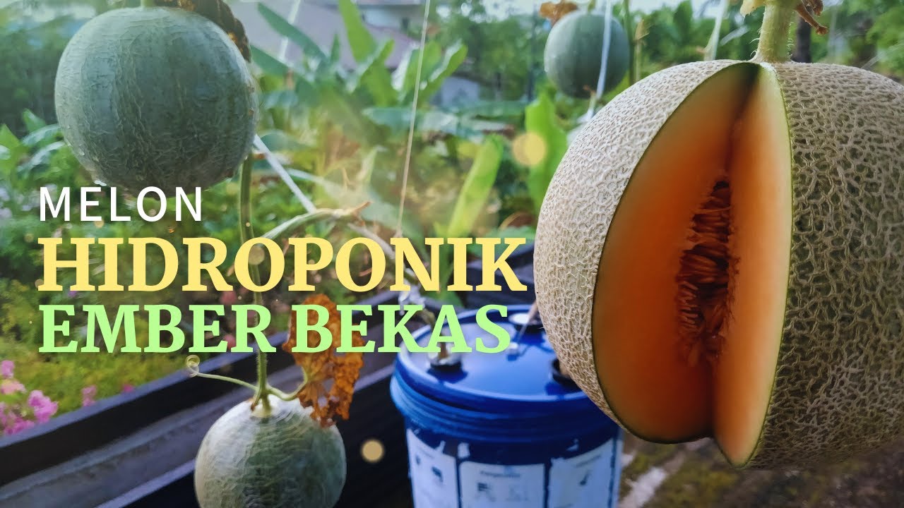 Menanam Melon Hidroponik Ember Bekas