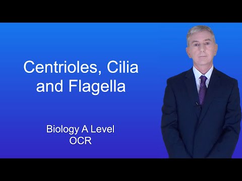 Video: Mis on flagella põhifunktsioon?