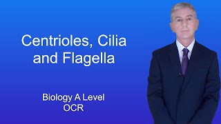 A Level Biology Revision Centrioles, Cilia And Flagella Ocr