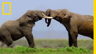 ゾウの一騎討ち | ナショジオ