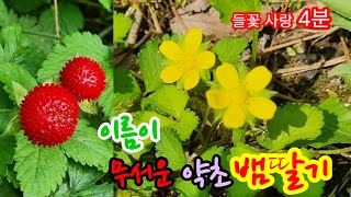 뱀딸기 Indian [Mock, False] strawberry